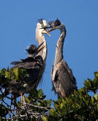 Great Blue Heron with chicks