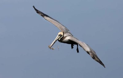 Brown Pelican with nesting material