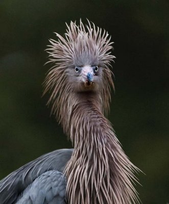 Reddish Egret