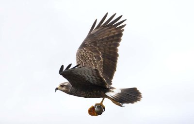 Snail Kite (F)