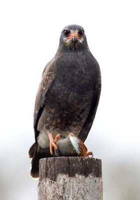 Snail Kite (F)