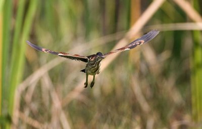 Least Bittern