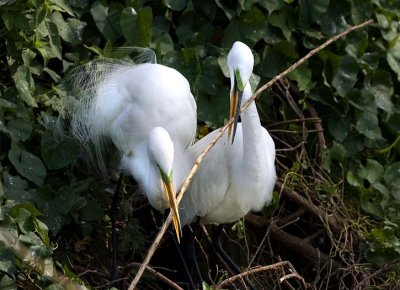 Snowy Egrets (M&F)