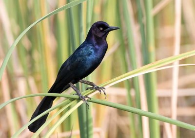 Boat-tailed Grackle