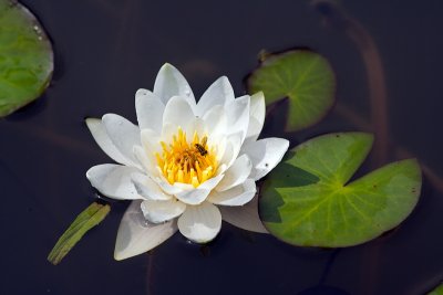 Khrime Pond: Water Lily