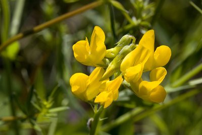 Meadow Vetchling (lathyrus pratensis)