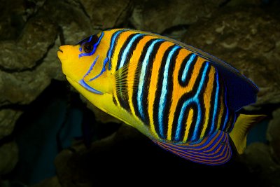 Royal(Regal) Angelfish (pygoplites diacanthus)