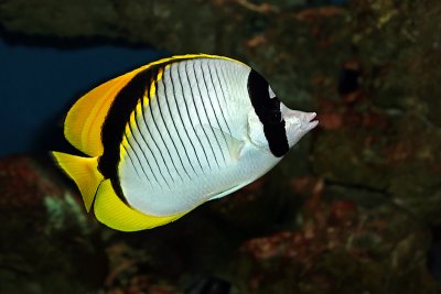 Black-backed Butterflyfish (chaetodon melannotus)