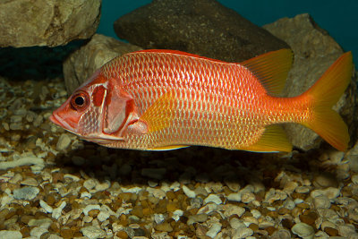 Sabre Squirrelfish (sargocentron spiniferum)