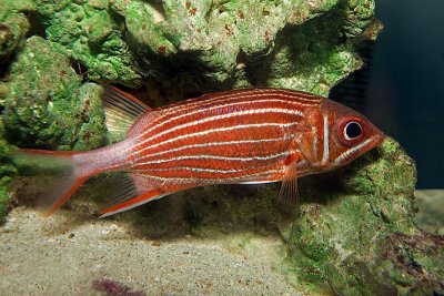 Crown Squirrelfish (sargocentron diadema)