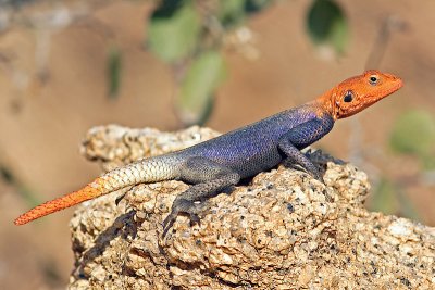 Rock Agama