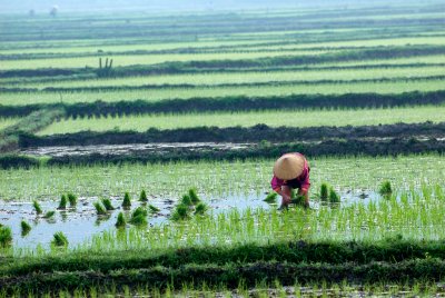 Rice fields in Mai Chau