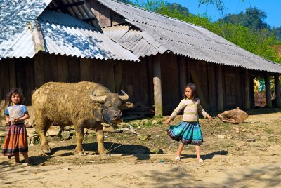 Ox and Girls in Mai Chau