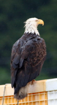  Bald Eagles of  Alaska