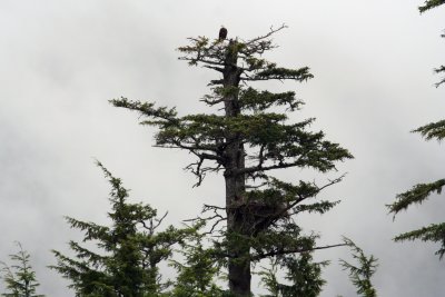  Bald Eagles of  Alaska