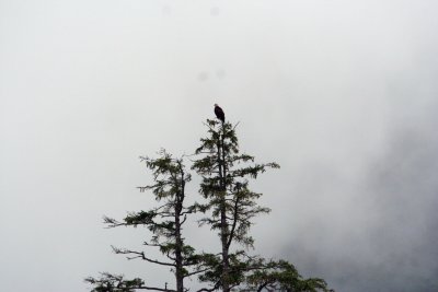  Bald Eagles of  Alaska