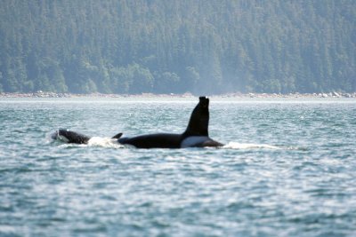 Whales of Alaska