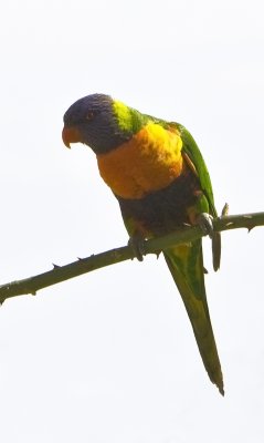 Rainbow Lorikeet