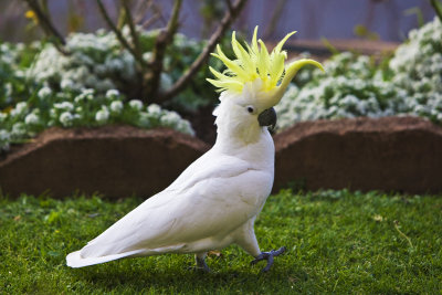 Sulphur Crested Cockatoo