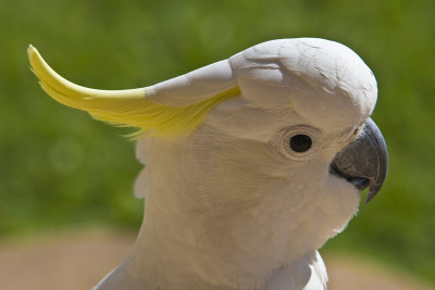 Sulphur Crested Cockatoo