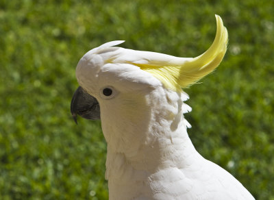 Sulphur Crested Cockatoo