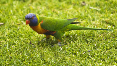 Rainbow Lorikeet