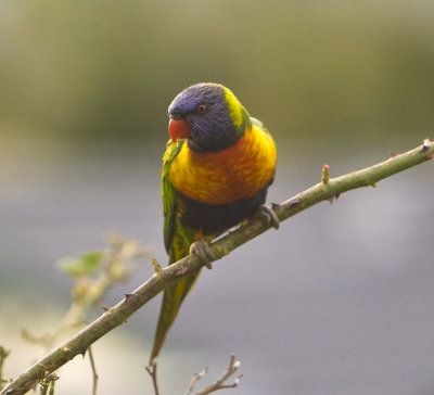 Rainbow Lorikeet