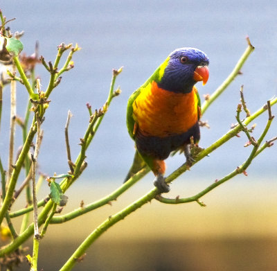 Rainbow Lorikeet