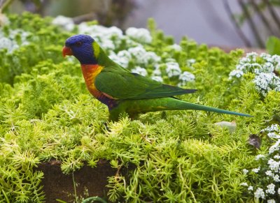 Rainbow Lorikeet