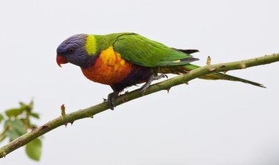 Rainbow Lorikeet