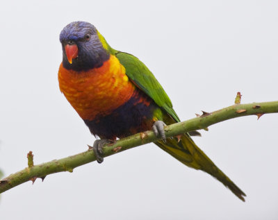 Rainbow Lorikeet