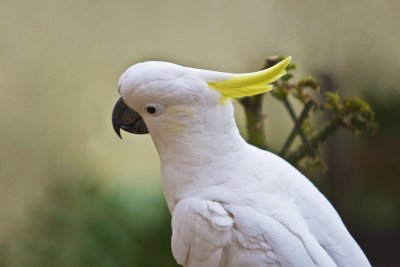 Sulphur Crested Cockatoo