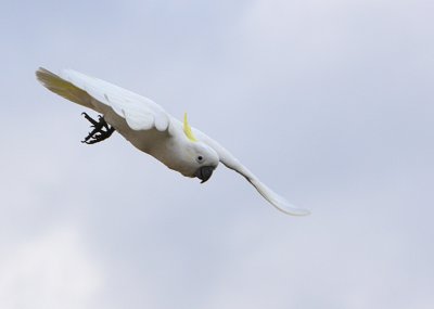 Sulphur Crested Cockatoo