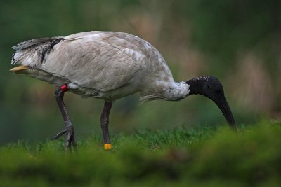 Australian White Ibis