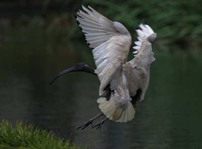 Australian White Ibis