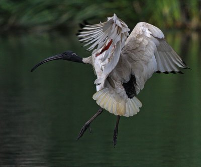Australian White Ibis