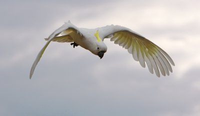 Sulphur Crested Cockatoo