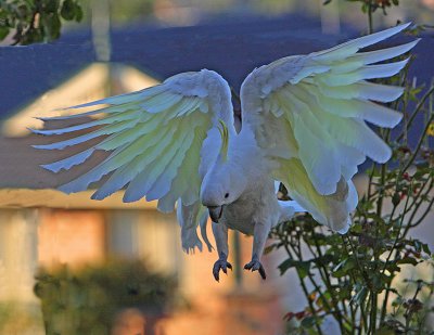 Sulphur Crested Cockatoo