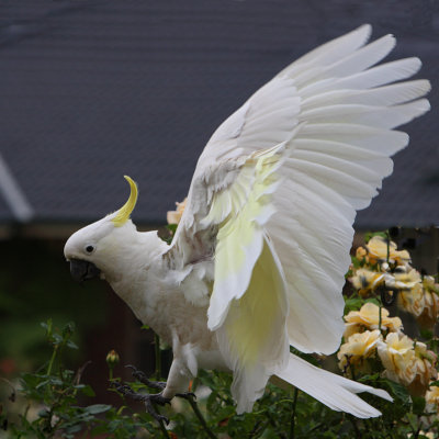 Sulphur Crested Cockatoo