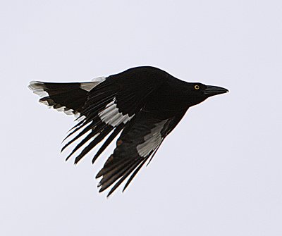 Currawongs