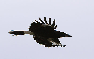 Currawongs