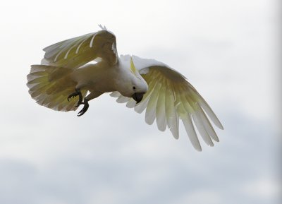 Sulphur Crested Cockatoo