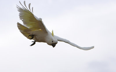 Sulphur Crested Cockatoo