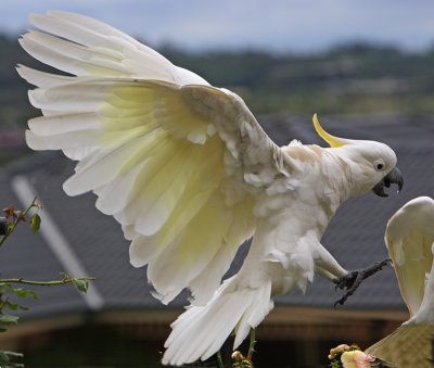 Sulphur Crested Cockatoo