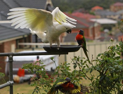 Sulphur Crested Cockatoo and Rainbow Lorikeets