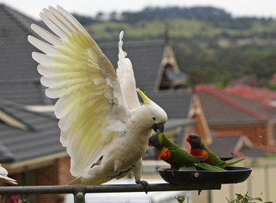 Sulphur Crested Cockatoo and Rainbow Lorikeets