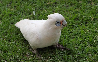 Little Corella