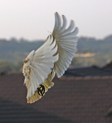 Long-billed Corella