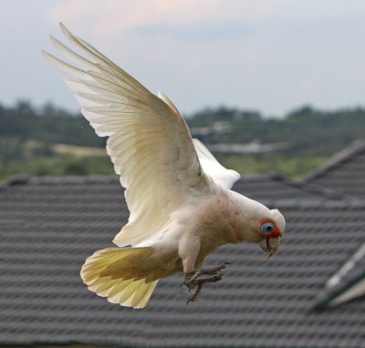 Long-billed Corella