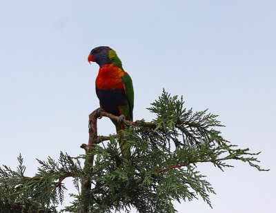 Rainbow Lorikeet